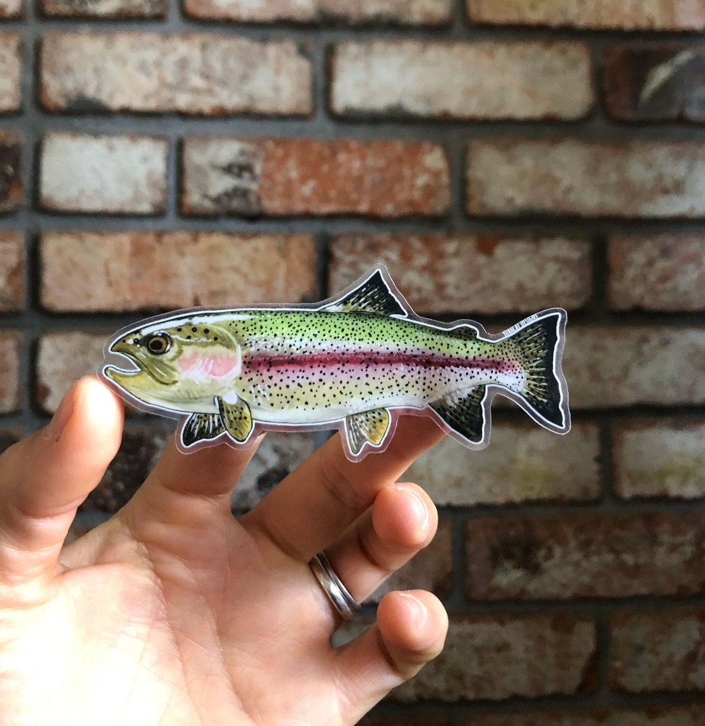 Rainbow Trout sticker