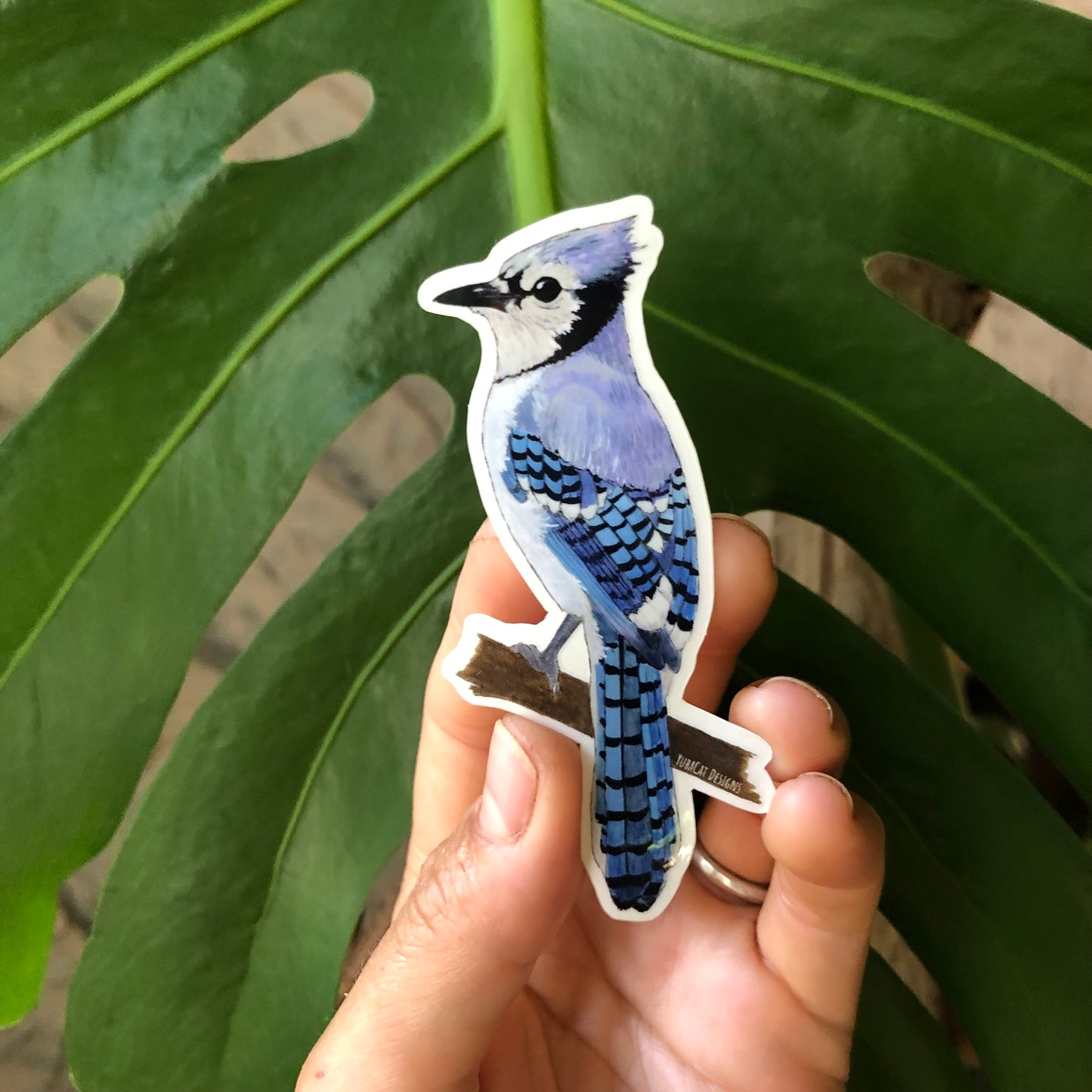 Blue Jay Sticker