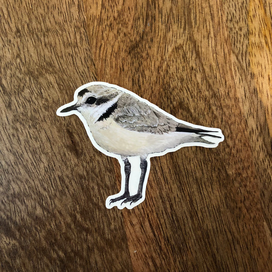 Snowy Plover sticker