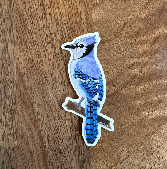 Blue Jay Sticker