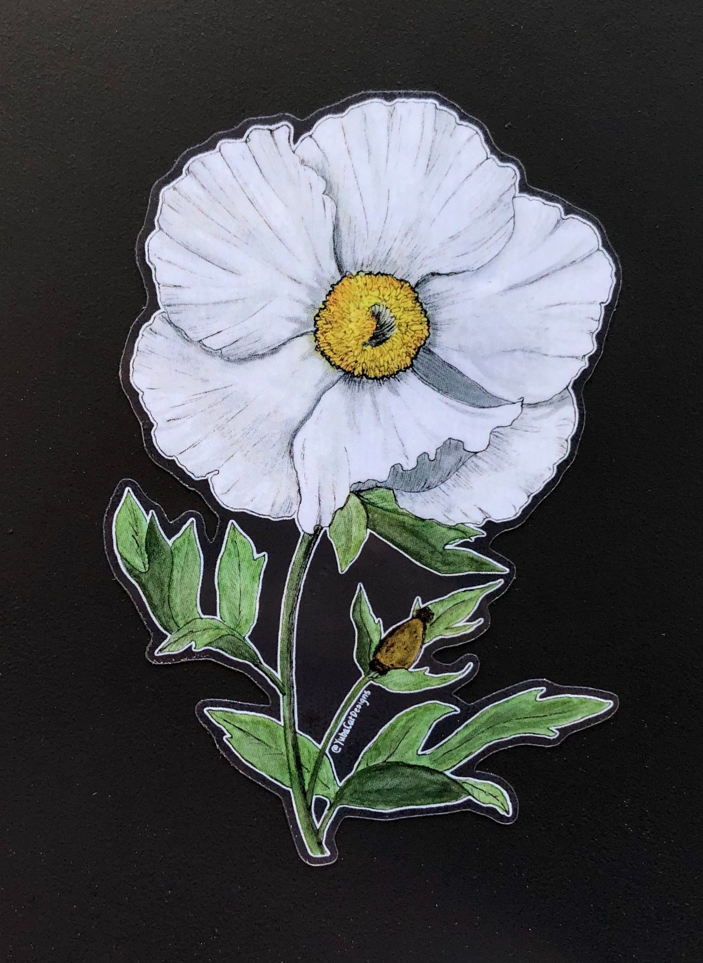 Matilija Poppy sticker