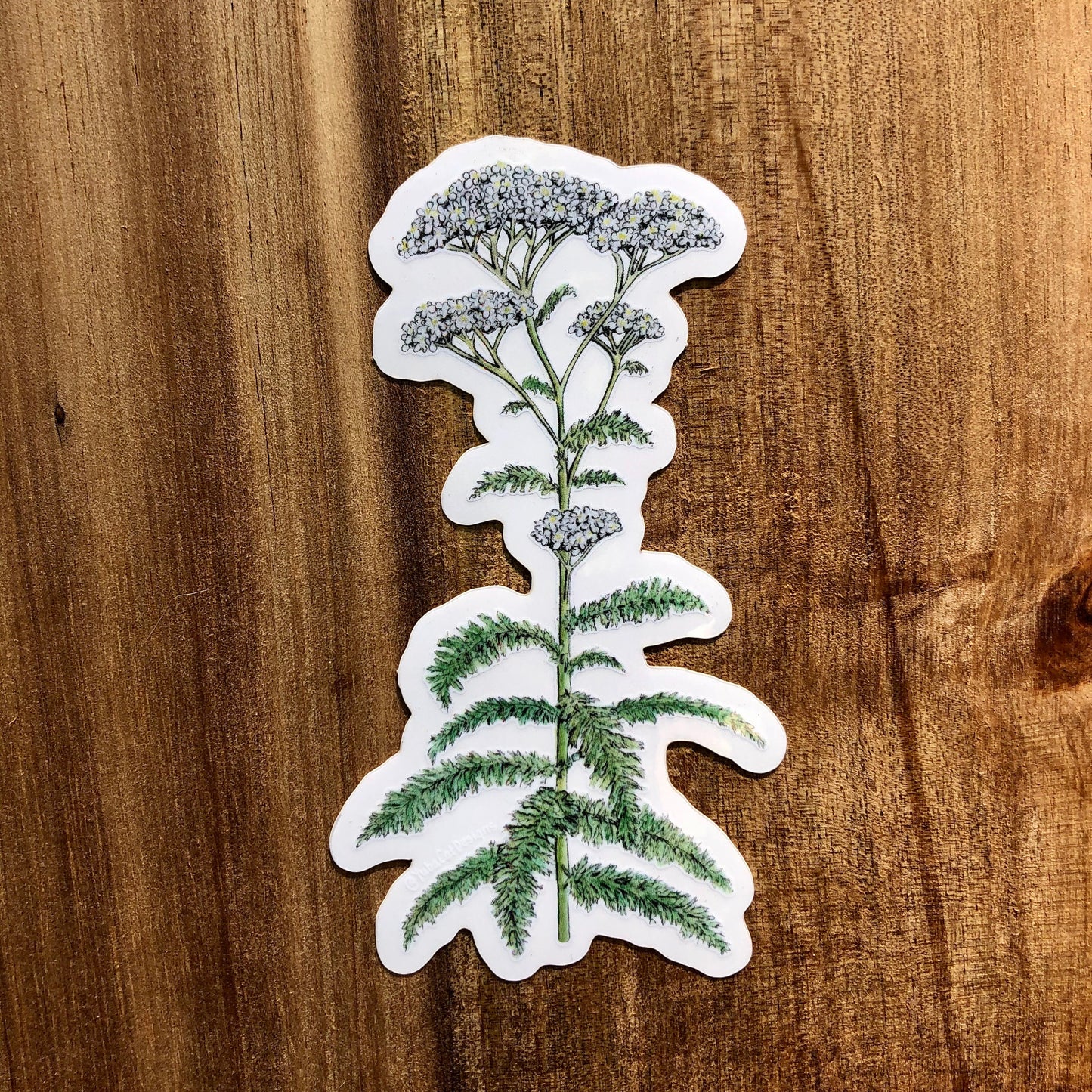 Yarrow sticker