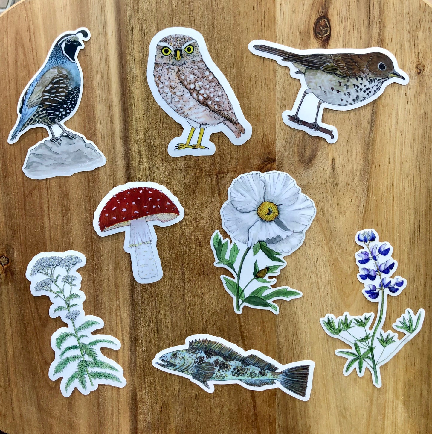 Hermit Thrush sticker