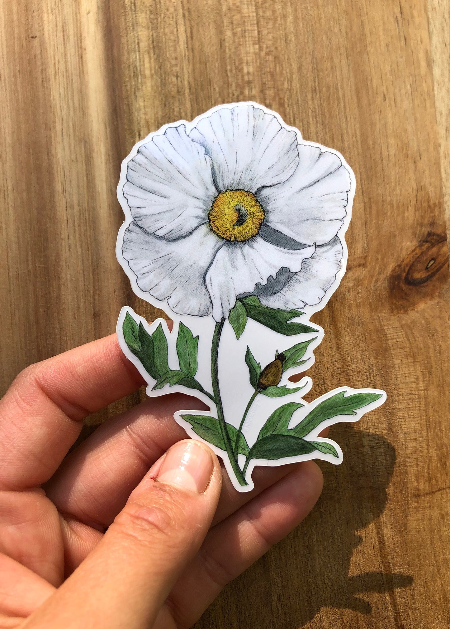 Matilija Poppy sticker