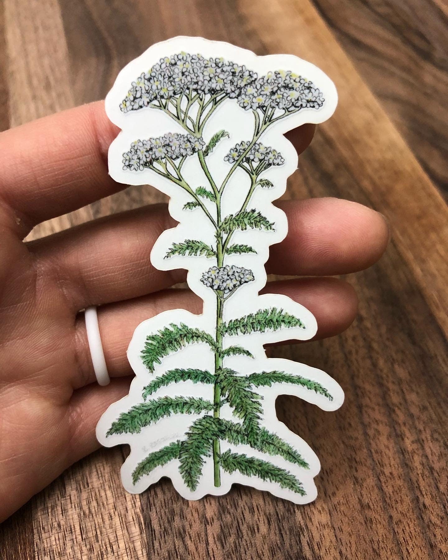 Yarrow sticker