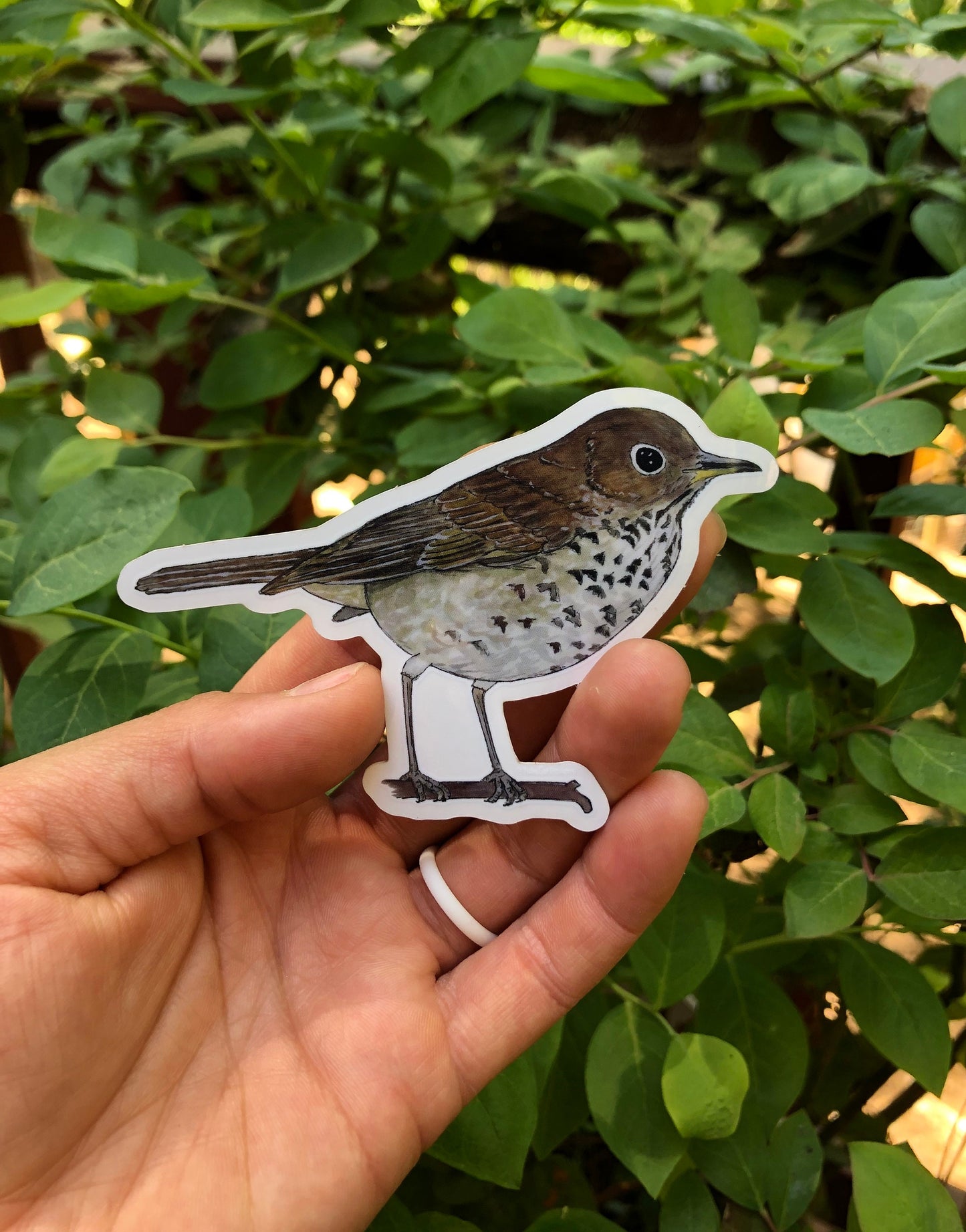 Hermit Thrush sticker