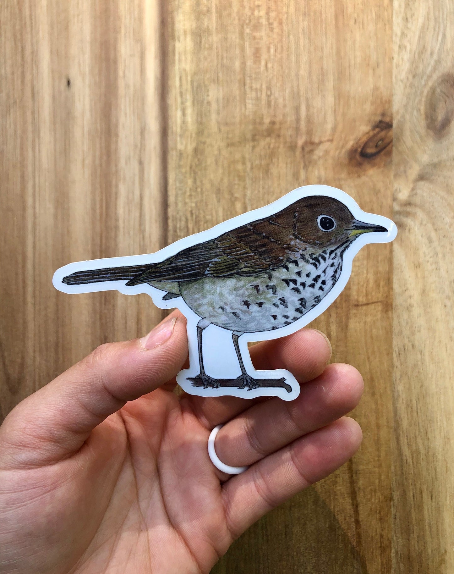 Hermit Thrush sticker