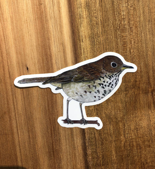 Hermit Thrush sticker