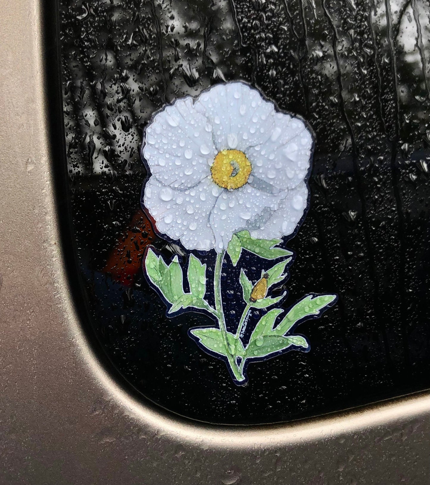 Matilija Poppy sticker