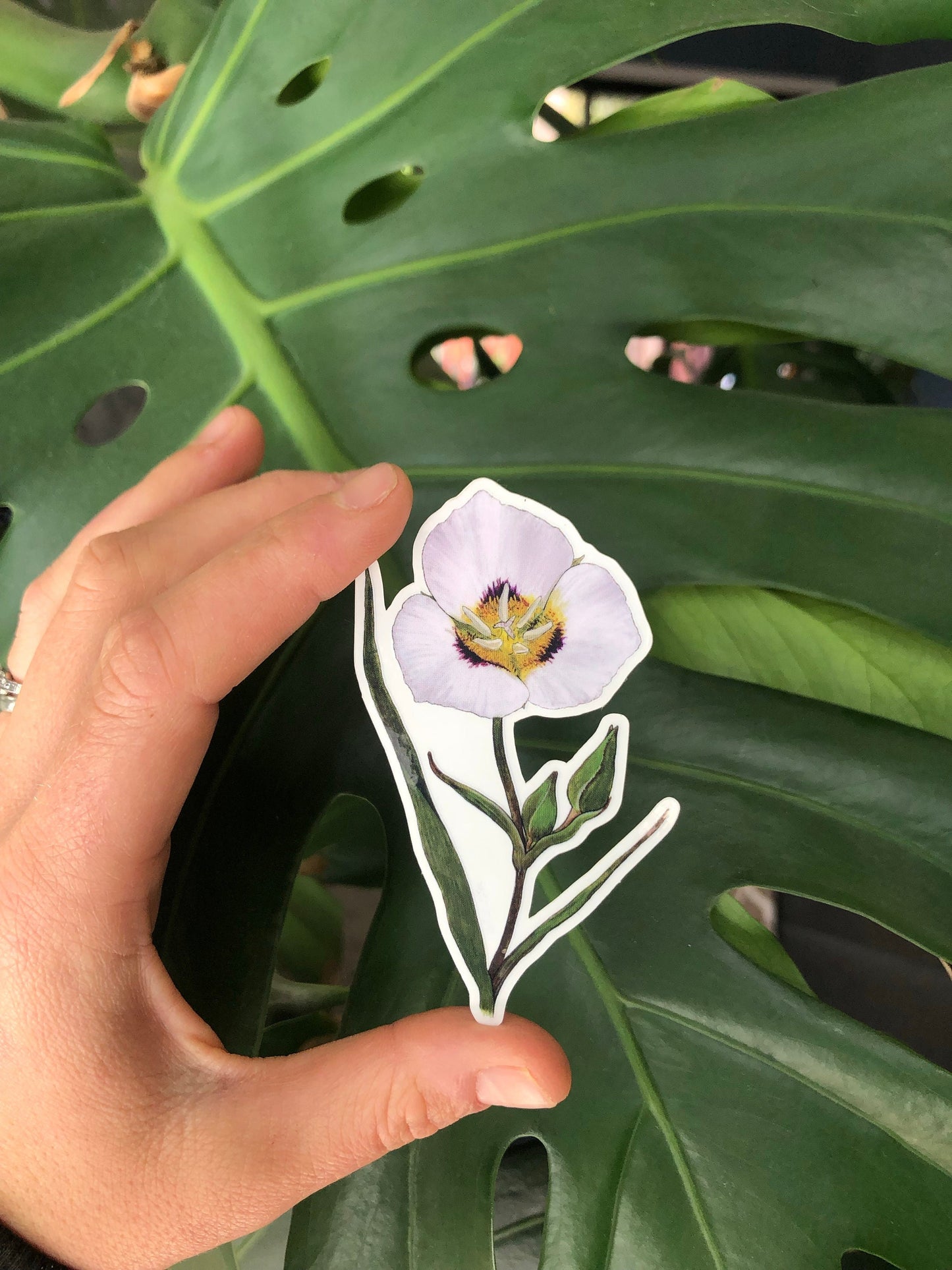 Mariposa Lily sticker