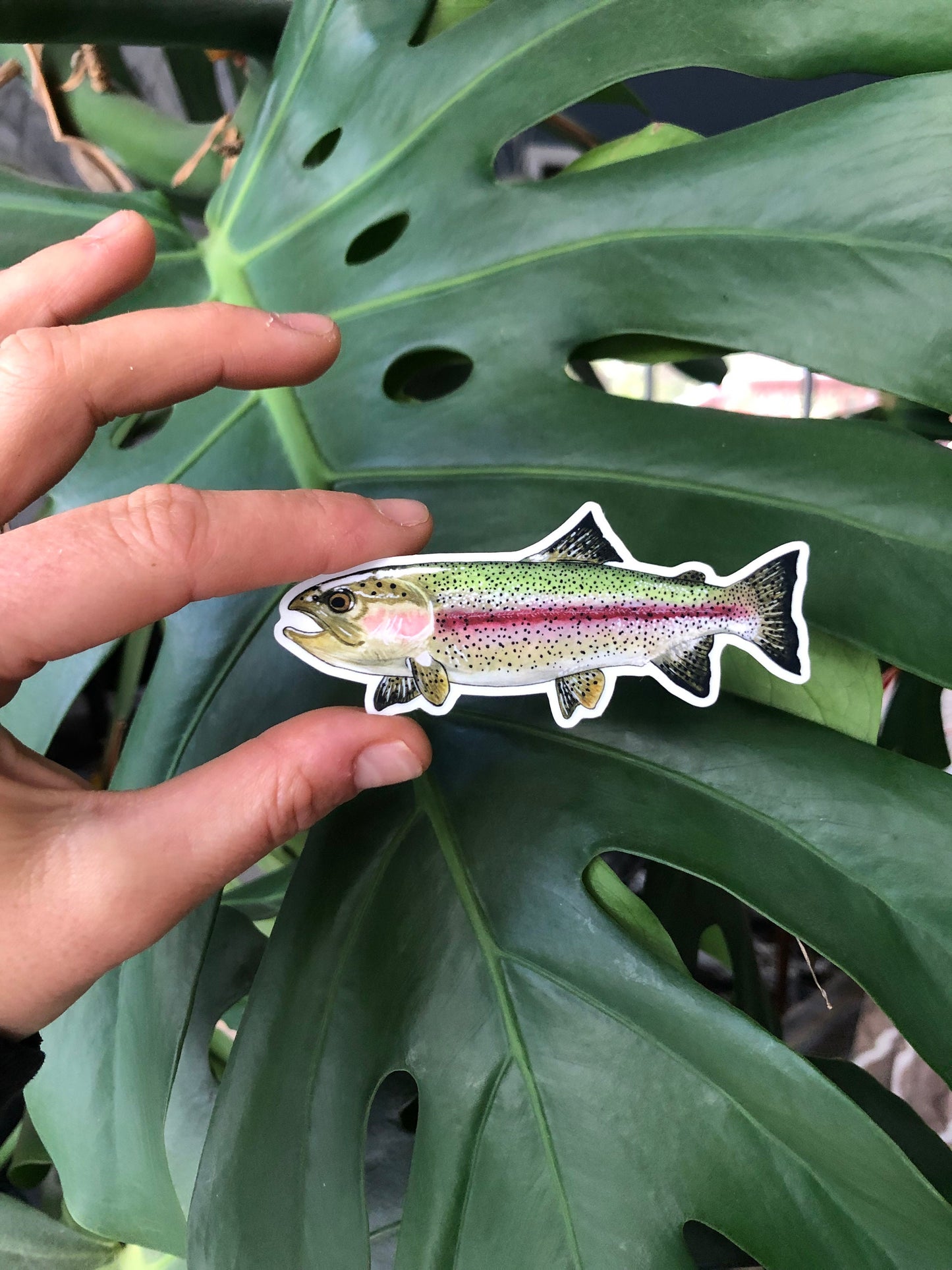 Rainbow Trout sticker