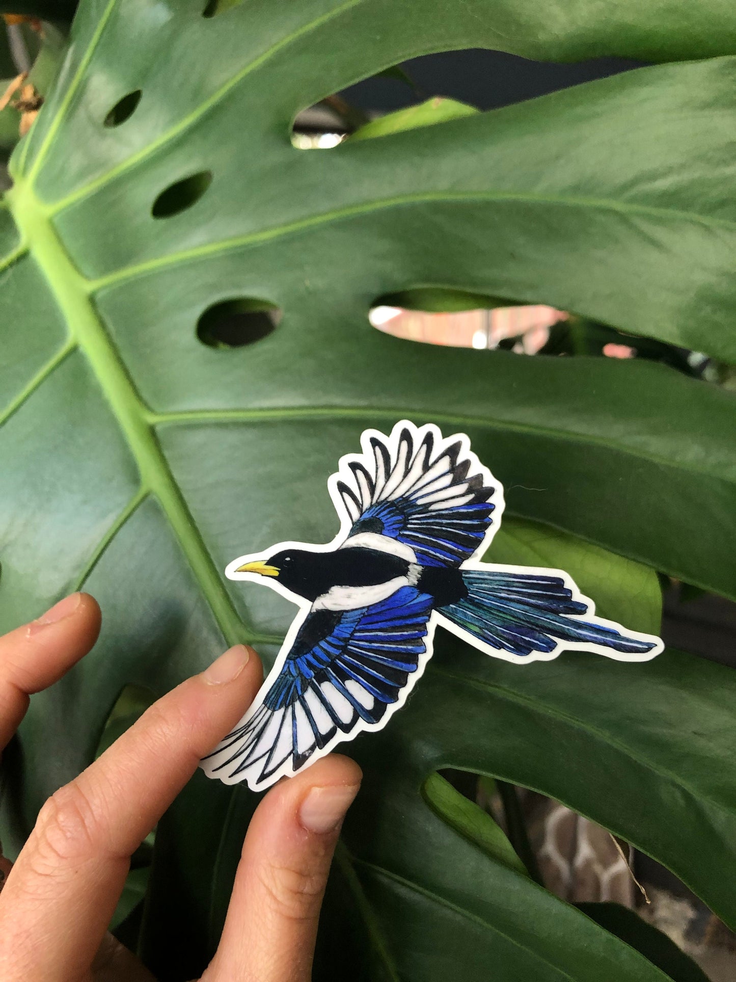 Yellow-billed magpie sticker