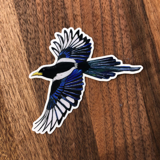 Yellow-billed magpie sticker