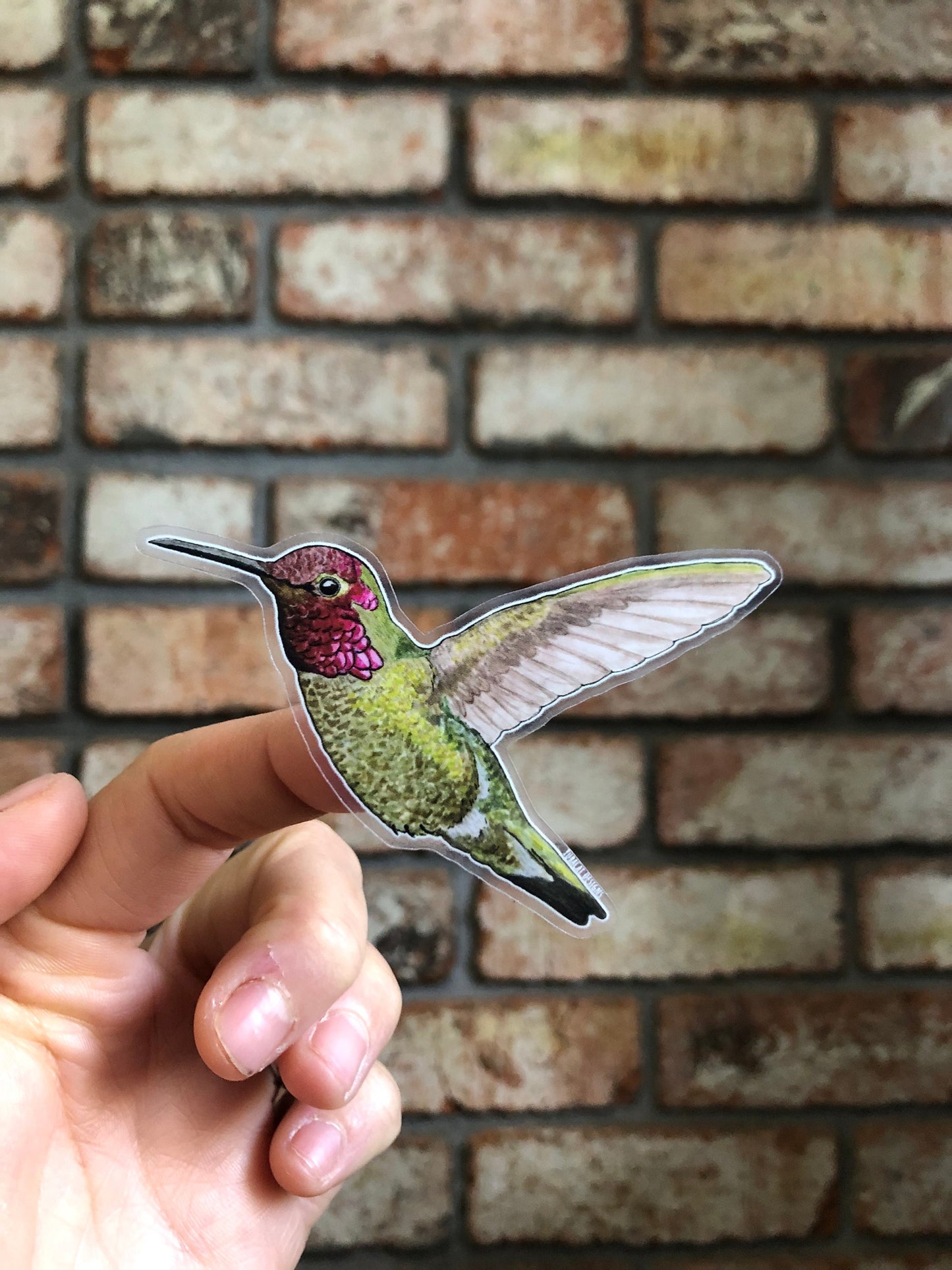 Hummingbird sticker