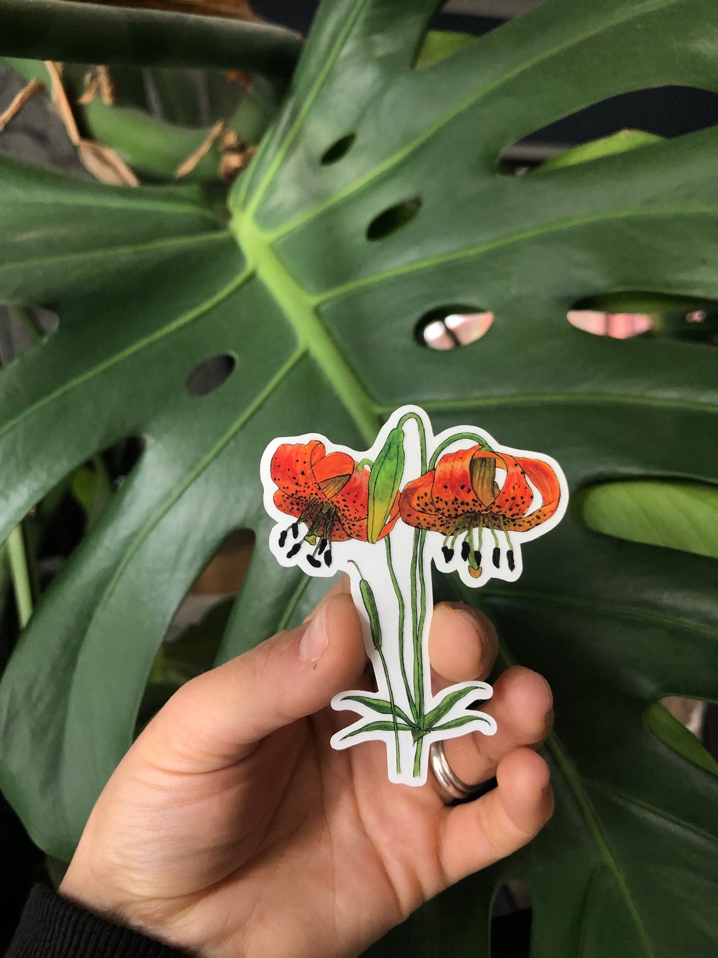 Tiger Lily sticker