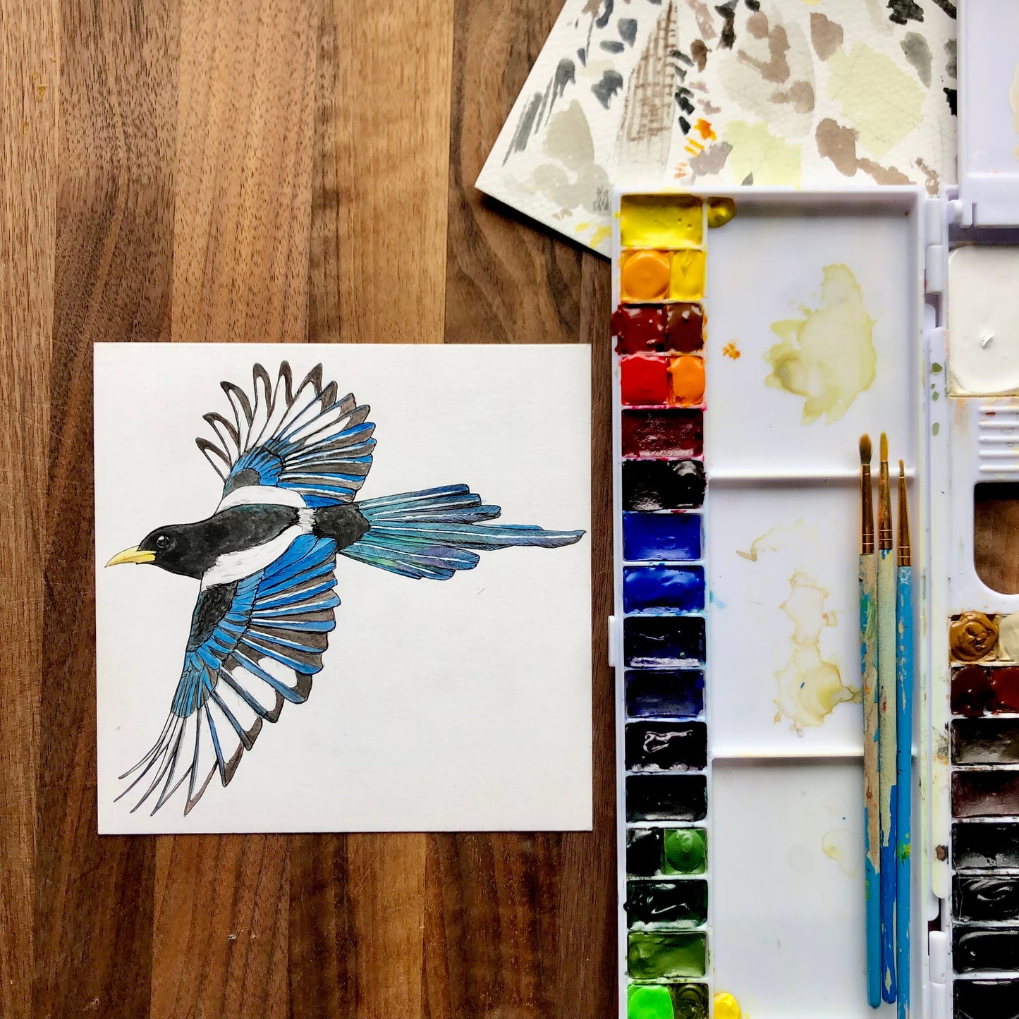 Yellow-billed magpie sticker