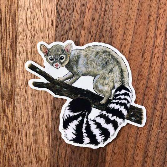 Ringtail Cat sticker