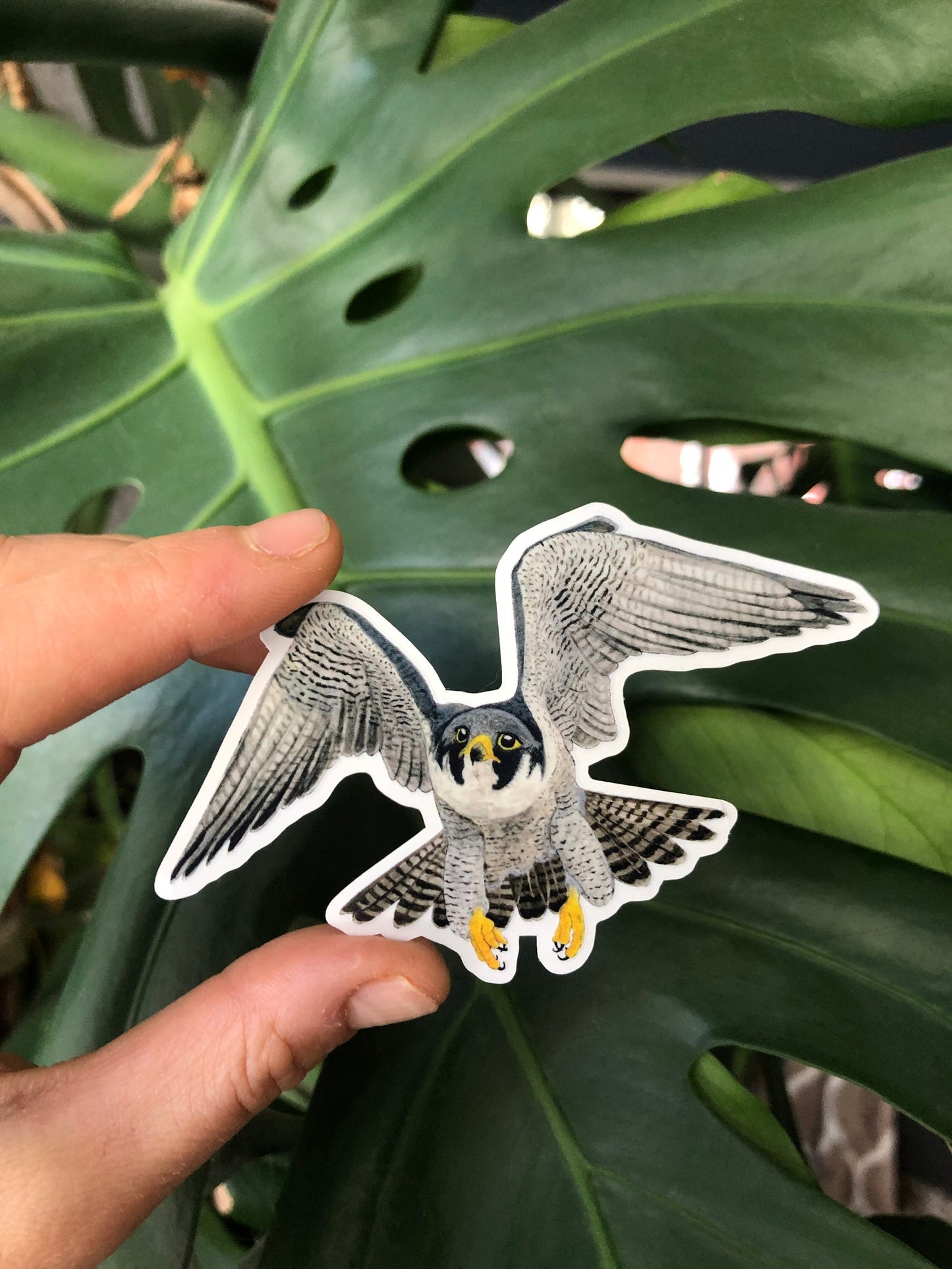 Peregrine Falcon sticker