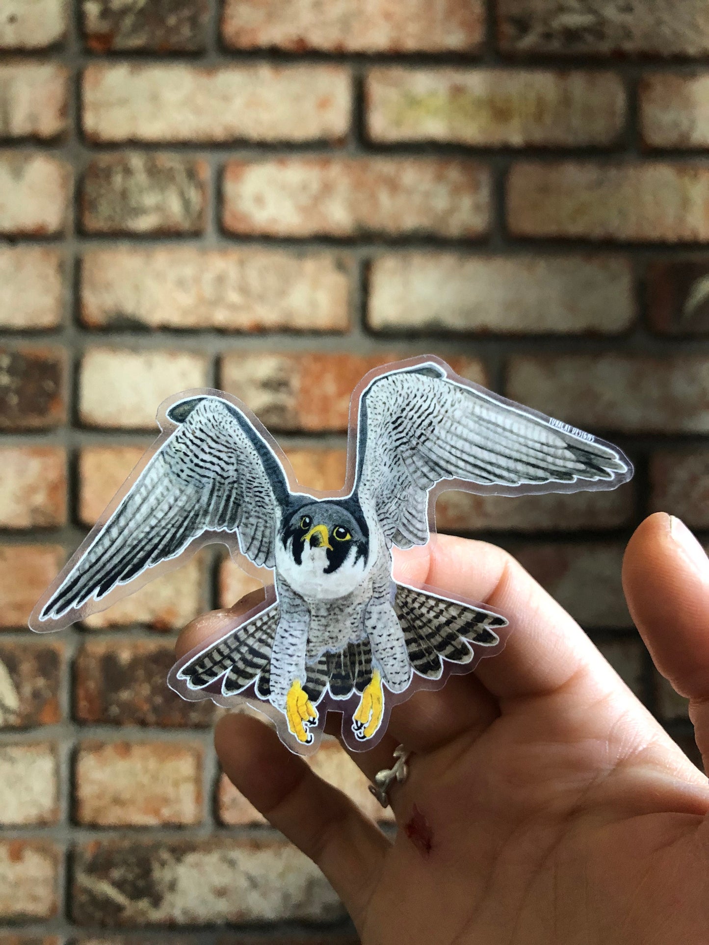 Peregrine Falcon sticker