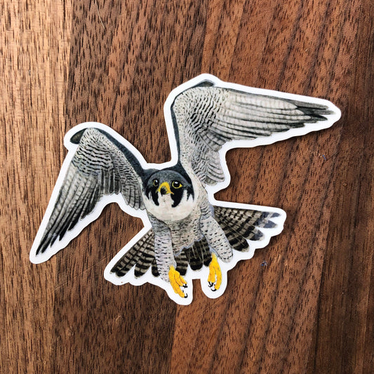 Peregrine Falcon sticker