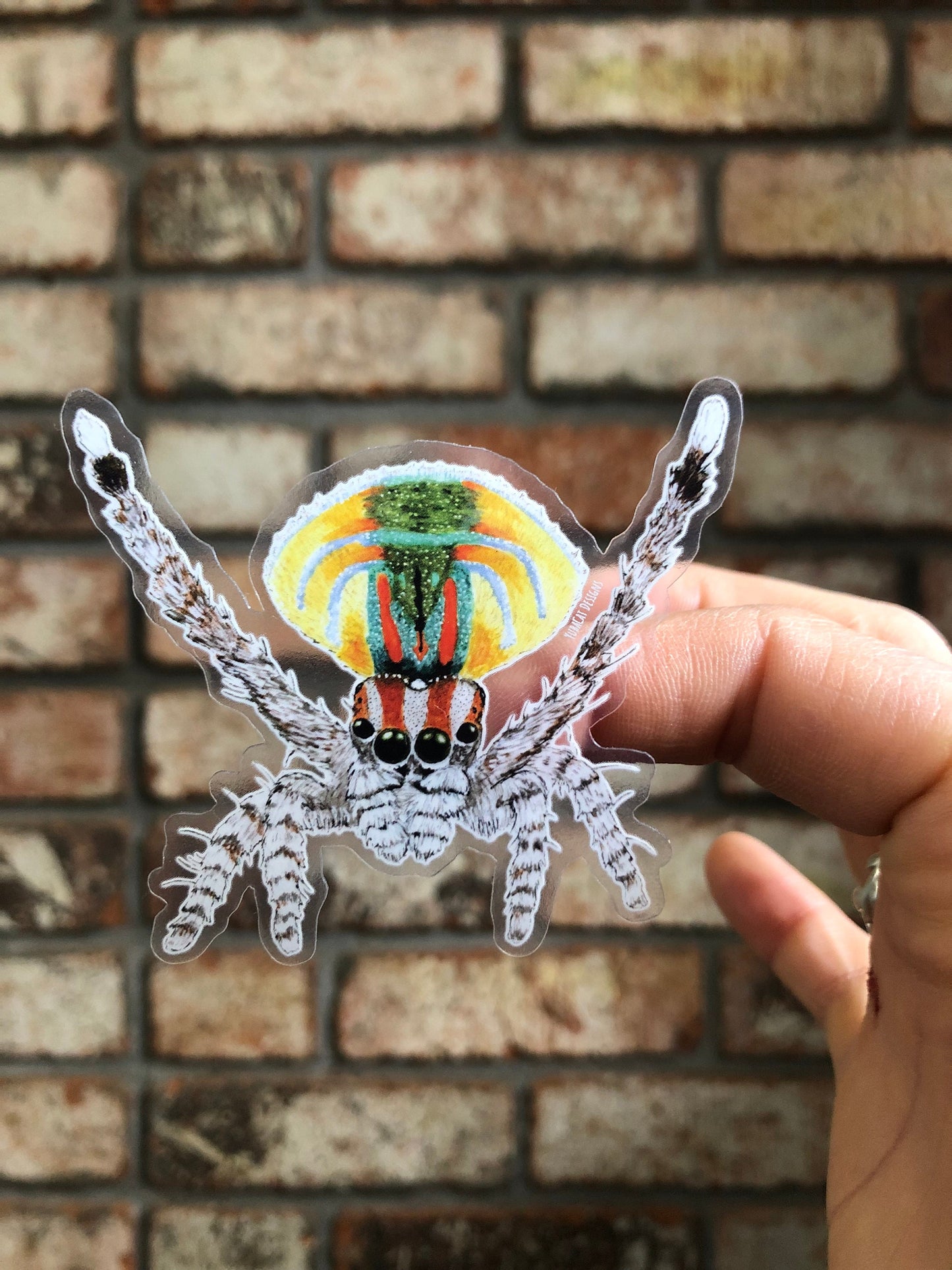 Peacock Jumping Spider sticker