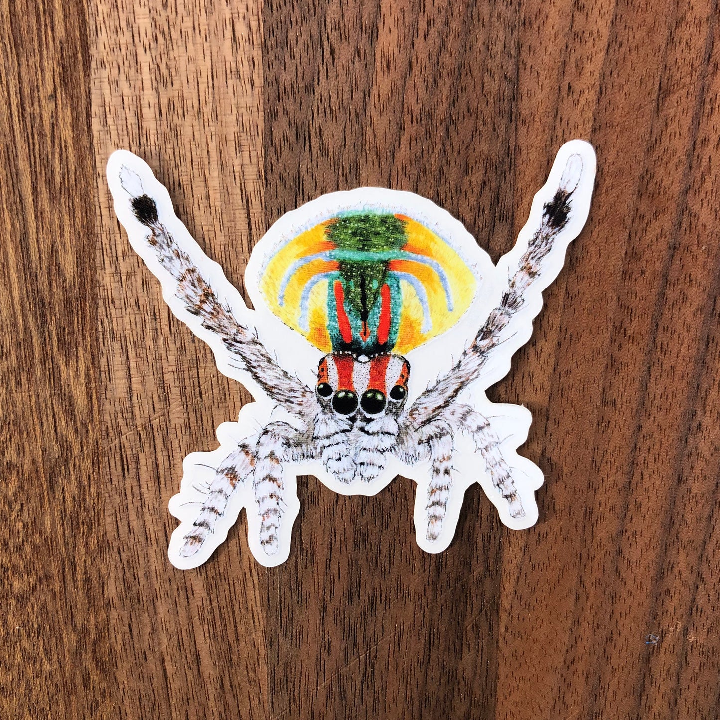 Peacock Jumping Spider sticker